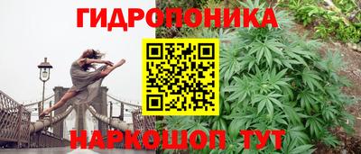 шишки Кингисепп
