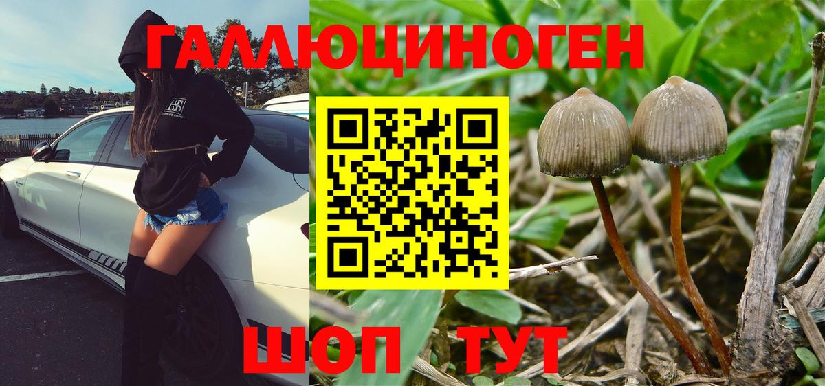 Псилоцибиновые грибы Psilocybe Канаш